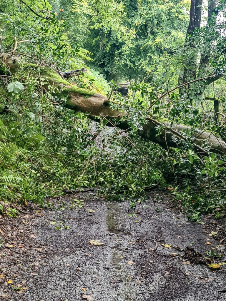 Road blocked by a fallen tree on the tour of Wales.